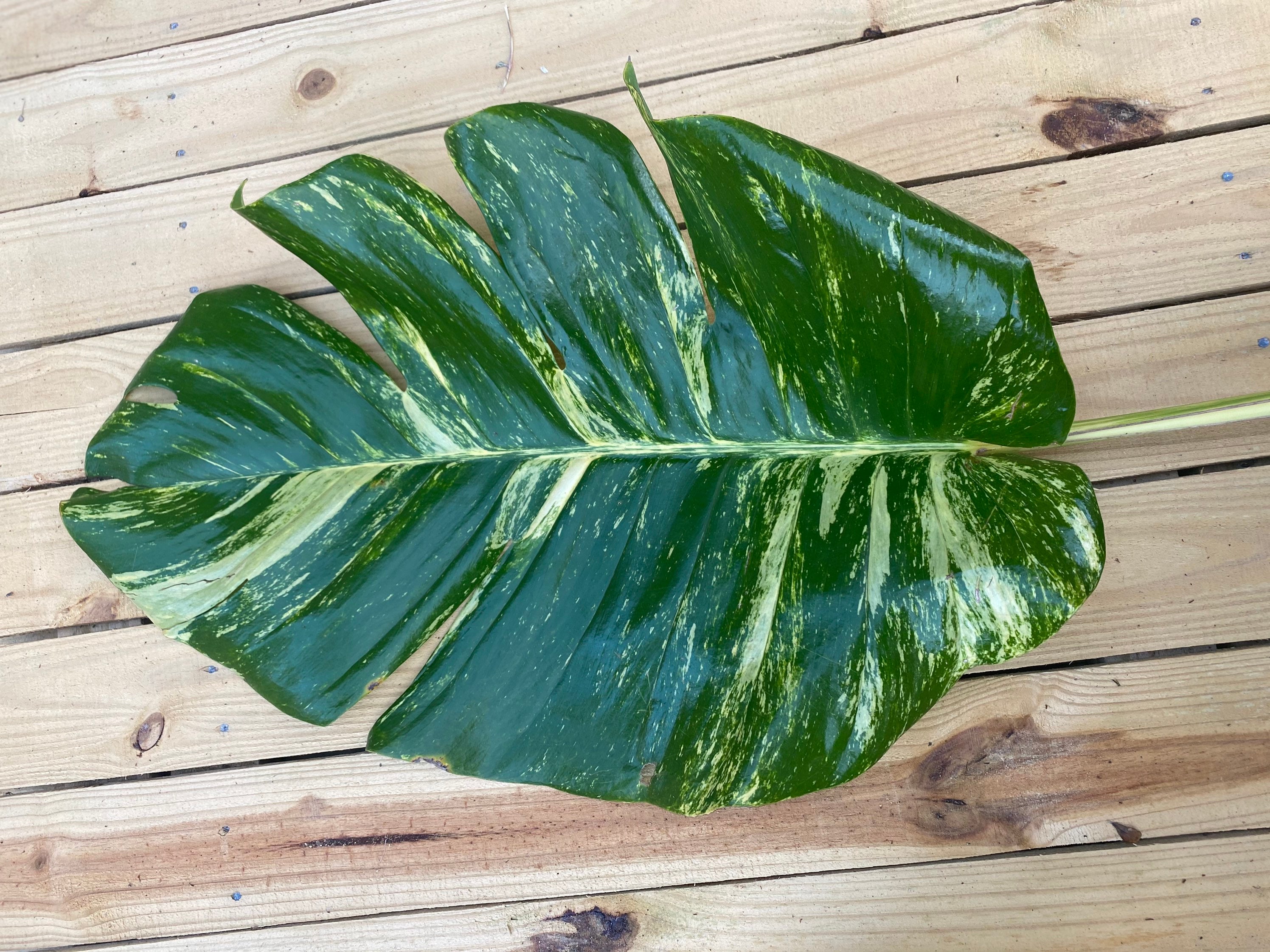 Giant Pothos For Sale Pothos Plant