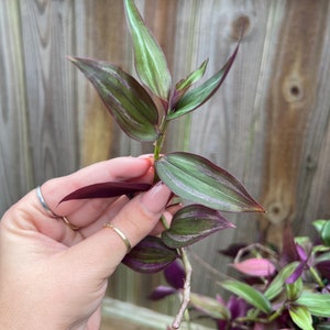 4 Tradescantia Flame Dance CUTTINGS image 5