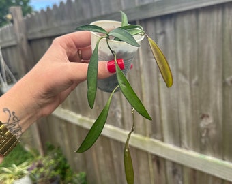 Live 2” Hoya Wayetti l Wax Plant