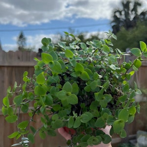 6” Rooted Callisia Repens REVERTED Bianca l Bolivian Jew