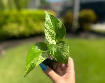 Live 2” Rooted Marble Queen Pothos