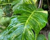 HUGE New Year Buy 1 Get 1 SALE l DISCOUNTED Giant quot Need Love quot Variegated Hawaiian Pothos- With Free Care Guide