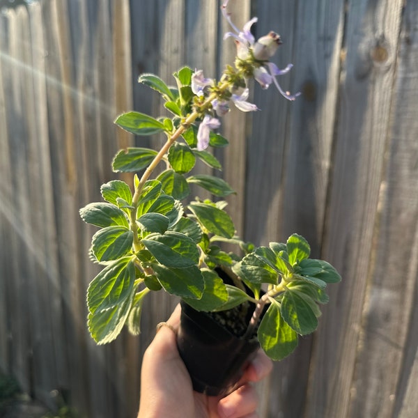 Live 2” Rooted Plectranthus Tomentosa l Vicks Plant