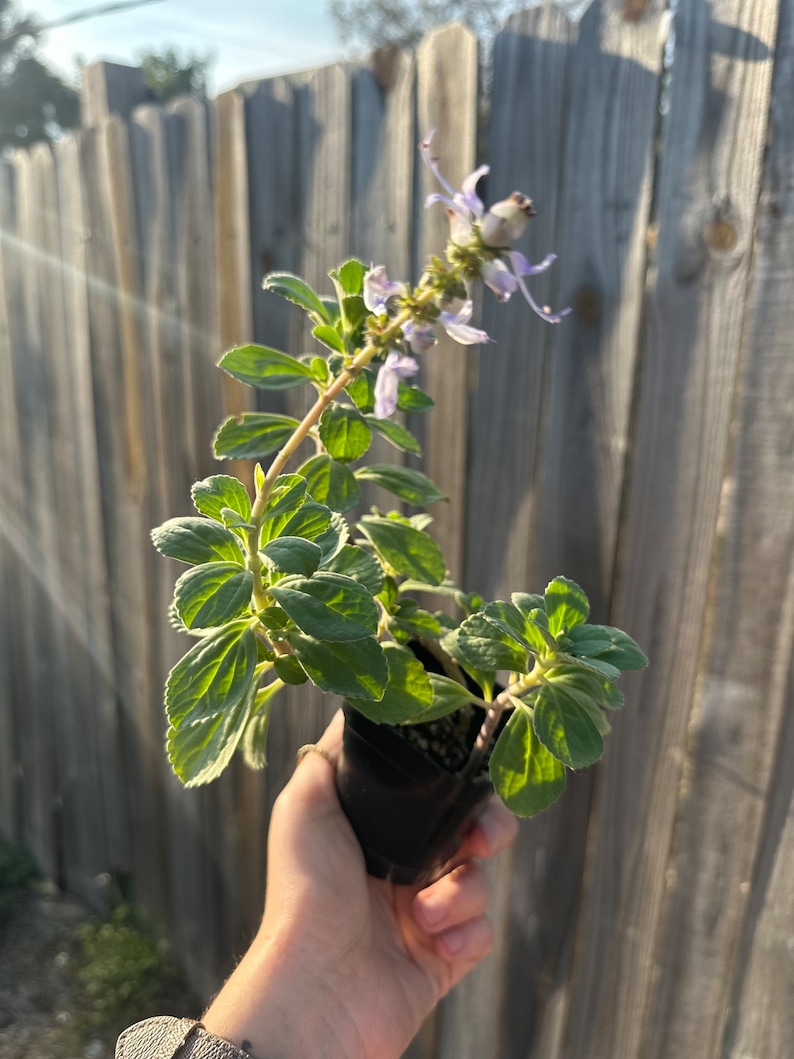 Live 2 Rooted Plectranthus Tomentosa l Vicks Plant image 1