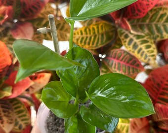 Live Rooted Reverted Manjula Pothos