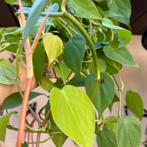 Buy 1 Get 1- Philodendron Hederaceum 'Lemon Lime' CUTTINGS