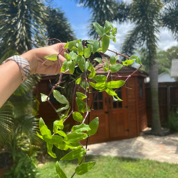 Live Full 2” Rooted Callisia Repens “Wild Type” l Ground Cover VERY FAST GROWING l