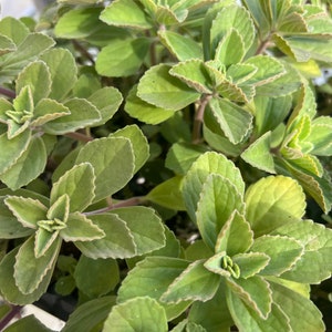 Live 2 Rooted Plectranthus Tomentosa l Vicks Plant image 3