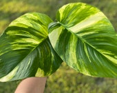 Huge New Year Sale Get 3 Giant Hawaiian Pothos Cuttings 1 FREE Mystery Cutting GUARANTEED White Variegation l FREE Care Guide Included