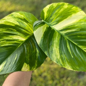 FRESH Cut! Get 3+ Giant Hawaiian Pothos Cuttings & 1 FREE Mystery Cutting! GUARANTEED White Variegation l Care Guide Included!