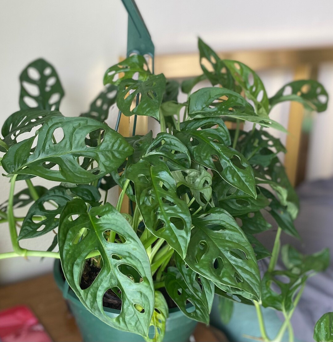 Buy 1 Get 1 Monstera Adansonii Swiss Cheese Plant CUTTINGS L Wide Leaf ...