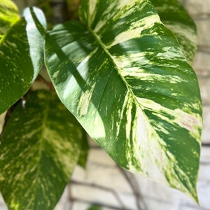 FRESH Cut! Get 3+ Giant Hawaiian Pothos Cuttings & 1 FREE Mystery Cutting! GUARANTEED White Variegation l Care Guide Included!