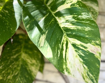 FRESH Cut! Get 3+ Giant Hawaiian Pothos Cuttings & 1 FREE Mystery Cutting! GUARANTEED White Variegation l Care Guide Included!