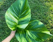 SALE Get 3 Jumbo Hawaiian Pothos with White Variegation l Epipremnum Aureum