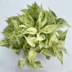 Buy 1 Get 1- Snow Queen Pothos CUTTINGS