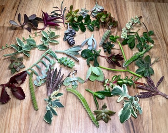 3/5/10/15 Succulent/Cactus MYSTERY Box CUTTINGS