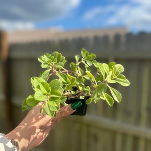 Live 2 Rooted Plectranthus Tomentosa l Vicks Plant image 2