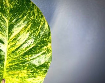 FRESH Cut! Get 3+ JUMBO Yellow & Green Variegated Hawaiian Pothos Cuttings + Plus 1 FREE Mystery Cutting! Care Guide Included!