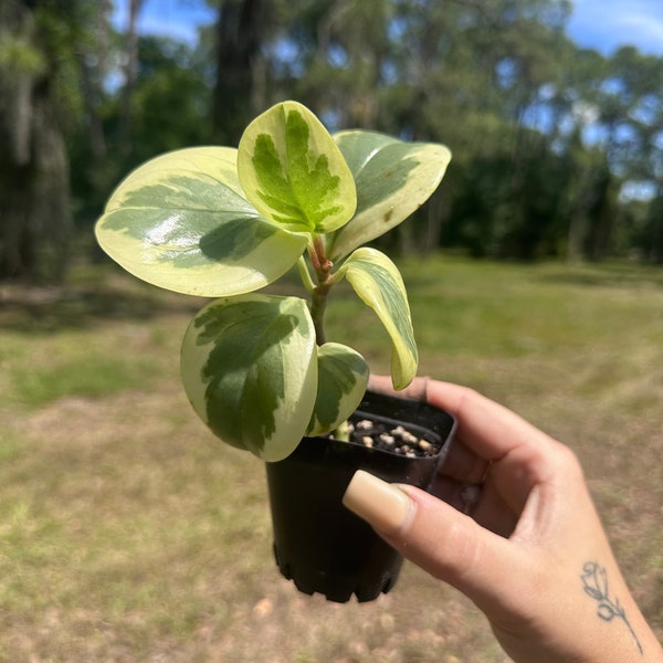 Live 2” Rooted Peperomia Obtusifolia