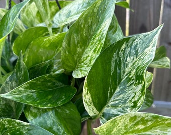 Buy 1 Get 1- Marble Pothos CUTTINGS