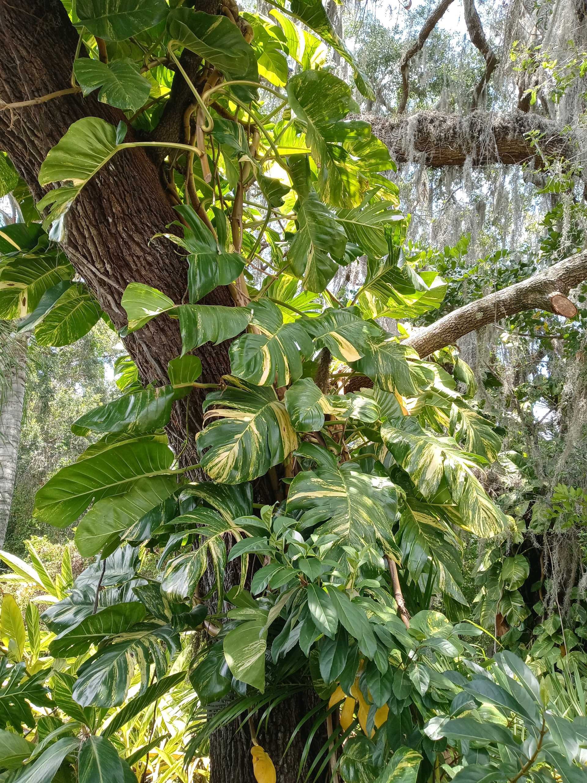 Giant Variegated Pothos Pothos Plant