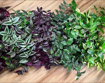 Rooted Tradescantia/Callisia Repens Plugs l Choose Your Own!