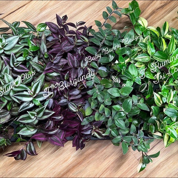 Rooted Tradescantia/Callisia Repens Plugs l Choose Your Own!