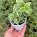 see more listings in the Succulents/Cactus section