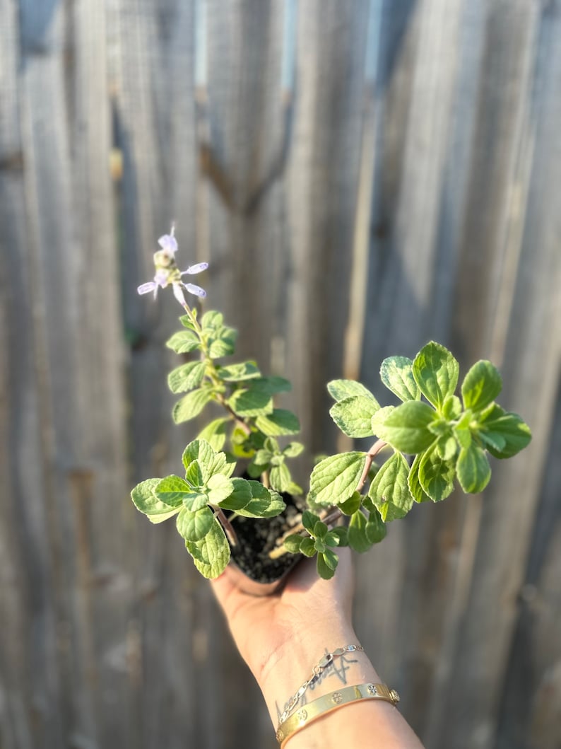 Live 2 Rooted Plectranthus Tomentosa l Vicks Plant image 5