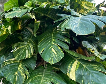 FRESH Cut! Buy 1 Get 1 *SALE* l DISCOUNTED Giant Variegated Hawaiian Pothos- With Free Care Guide!