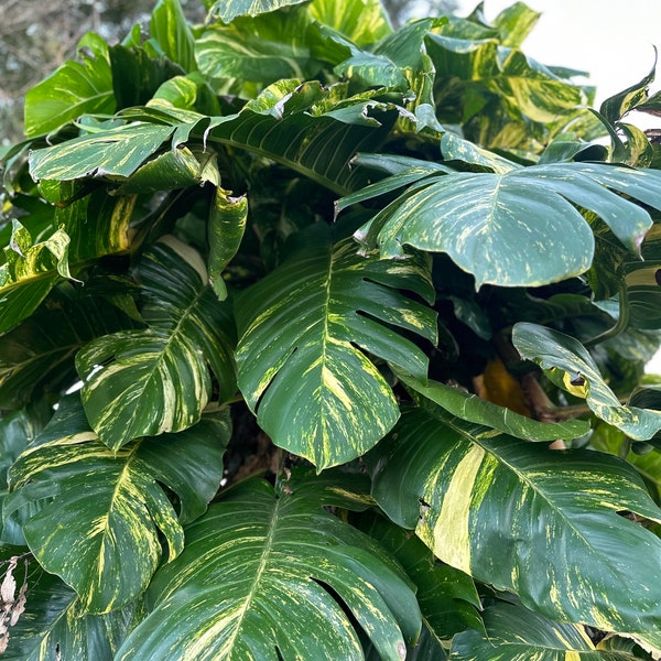 FRESH Cut! Buy 1 Get 1 *SALE* l DISCOUNTED Giant Variegated Hawaiian Pothos- With Free Care Guide!