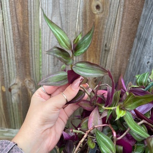 4 Tradescantia Flame Dance CUTTINGS image 6