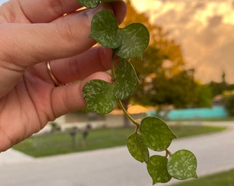 Buy 1 Get 1- Hoya Curtisii CUTTINGS