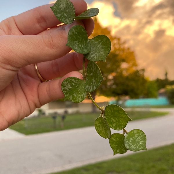 Buy 1 Get 1- Hoya Curtisii CUTTINGS