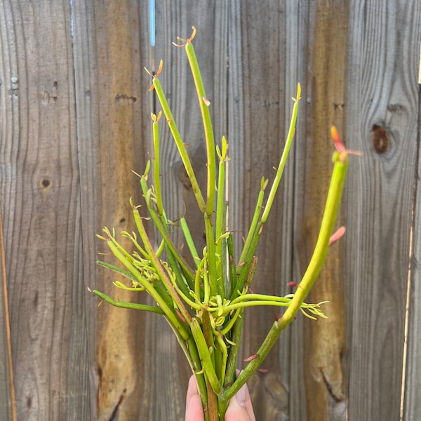 10 Cuttings of Pencil Cactus l Euphorbia Tirucalli