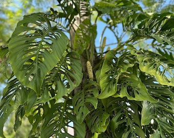 Beautiful GIANT Monstera Esqueleto CUTTINGS