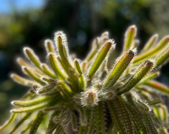 4 Dog Tail Cactus CUTTINGS l Selenicereus Testudo