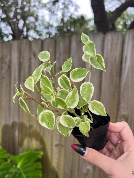 Live 2 Rooted Peperomia Scandens Variegata L Variegated Peperomia Scandens  L Cupid Peperomia L Live House Plant 
