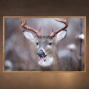 May include: A white-tailed deer with large antlers stands in a snowy forest. The deer has its mouth open and appears to be calling out.