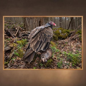 May include: A turkey vulture with a red head and dark brown feathers perches on the carcass of a small animal in a forest setting. The animal's head is visible, with its teeth showing.