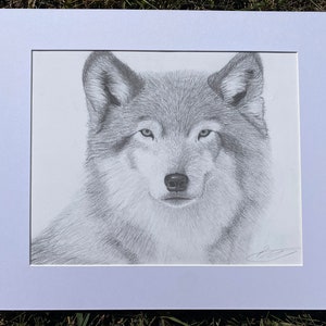 Wolf Graphite Pencil Drawing