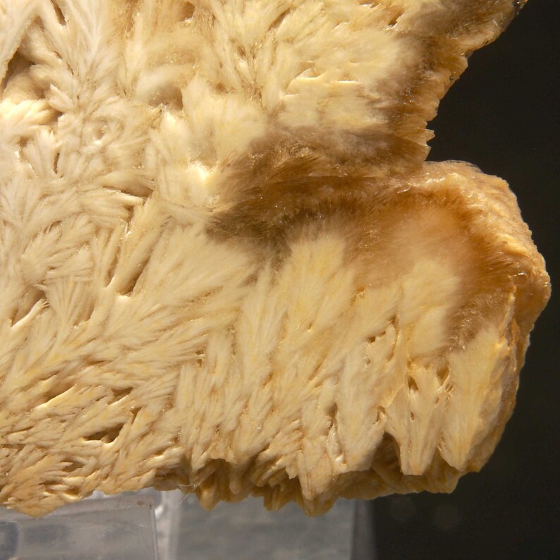 Op de afbeelding: Detailopname van een mineraalmonster met een veervormige, kristallijne structuur. Het mineraal vertoont een kleurenpalet van cr&egrave;mewit tot lichtbruin, met een textuur. De formaties lijken op delicate, vertakte patronen.