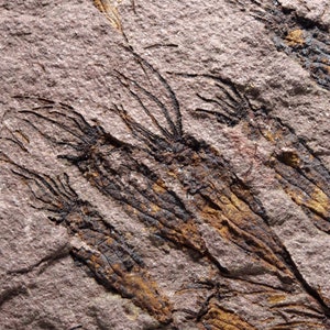 X FOSSIL CRINOID Ascocystites drabowensis (Barrande, 1887) Age: Upper Ordovician, Katian Stage El Kaid Rami Rissani Morocco