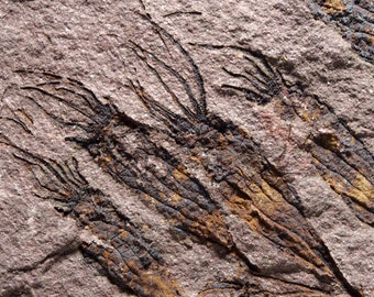 X FOSSIL CRINOID Ascocystites drabowensis (Barrande, 1887) Age: Upper Ordovician, Katian Stage El Kaid Rami Rissani Morocco