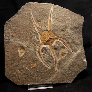 X BRITTLE STAR Age: Upper Ordovician, Katian Stage El Kaid Rami Morocco