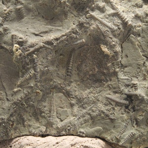 Puede incluir: Primer plano de una roca fosilizada con múltiples pequeñas criaturas marinas fosilizadas de color gris oscuro incrustadas en la roca.