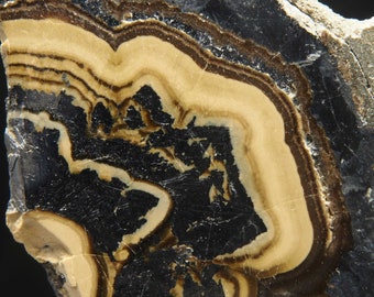 X Gepolijste SCHALENBLENDE (SPHALERITE, GALENA) - Olkusz Zn-Pb Mine, Polen