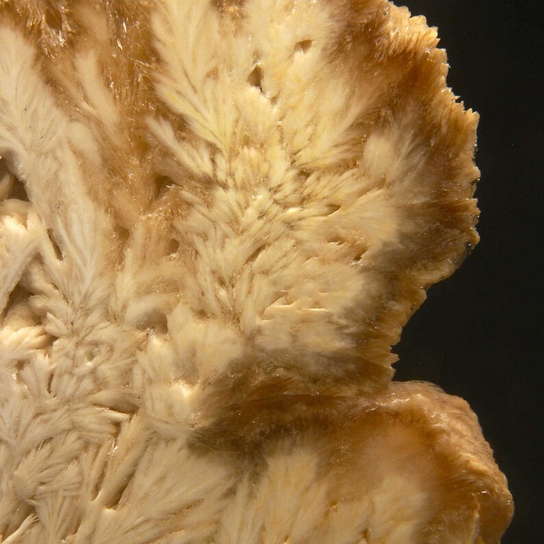 Op de afbeelding: Close-up van een mineraalmonster met een veervormige, kristallijne structuur. Het mineraal vertoont een reeks kleuren, van cr&egrave;mewit tot lichtbruin, met een textuur. De algemene uitstraling suggereert een natuurlijke, geologische formatie.
