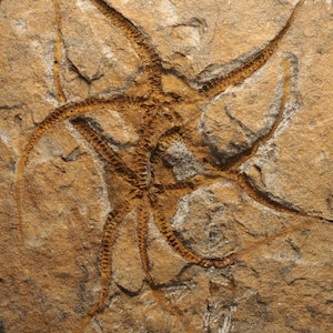 X BRITTLE STAR Age: Upper Ordovician, Katian Stage El Kaid Rami Morocco