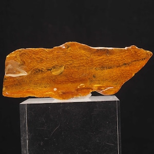 X BALTIC AMBER- Paleogene, Eocene - Baltic Sea - POLAND